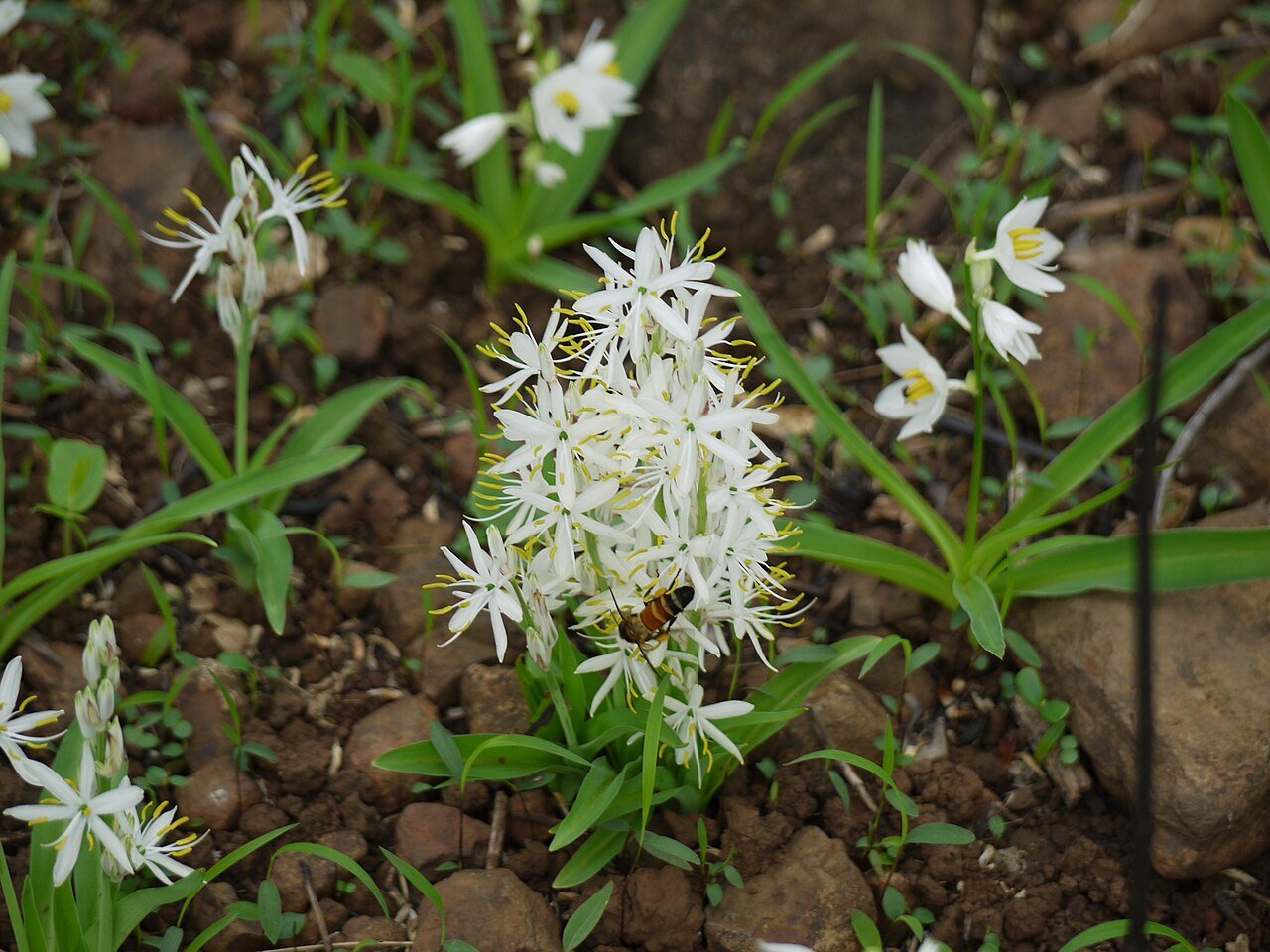 Chlorophytum Borivilianum