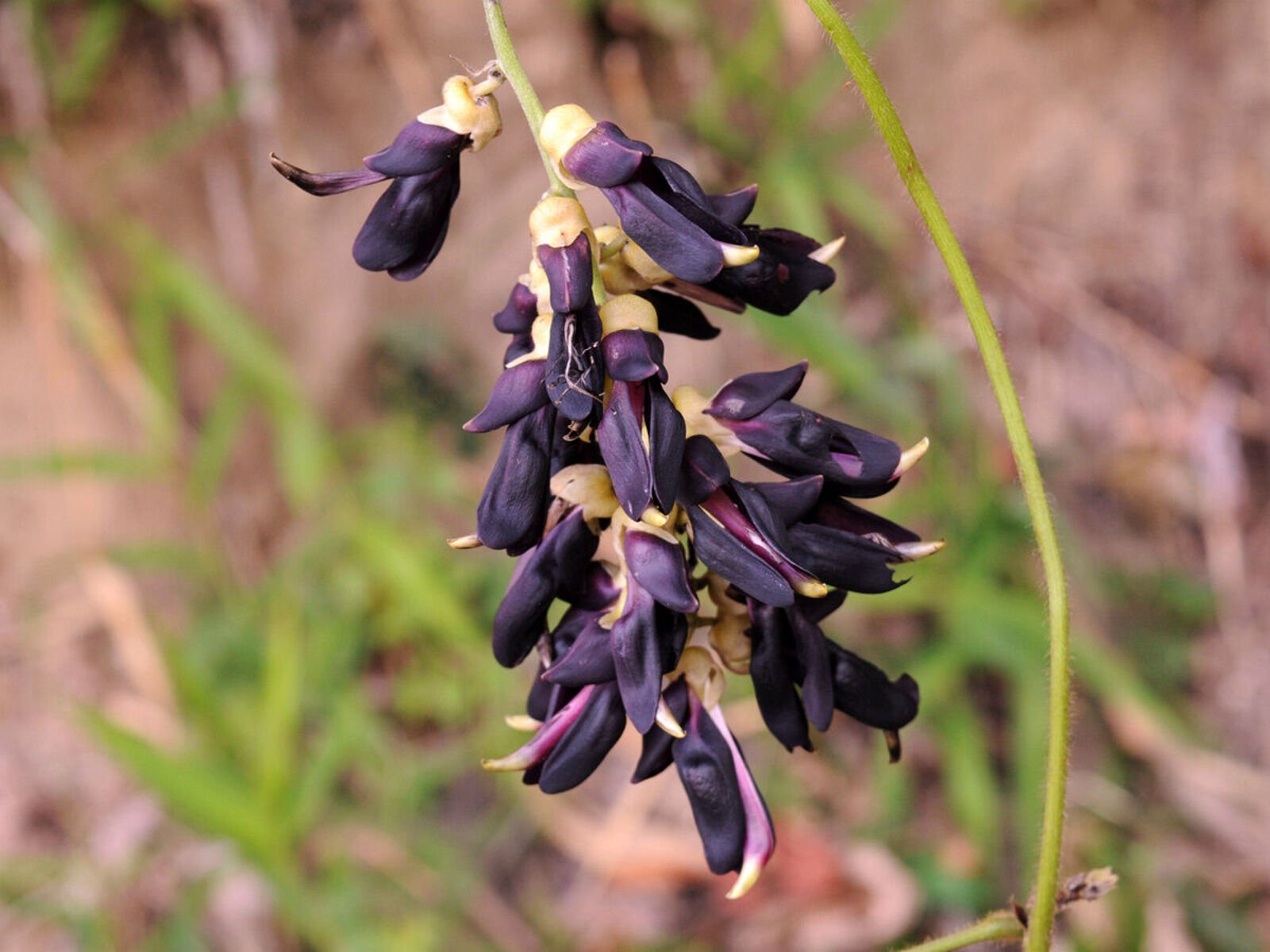 Mucuna Pruriens